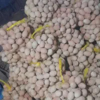 تخم مرغ سفالی