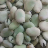 باقله گرمک کیلو 100باقله لپه 270سبز سبز به شرط