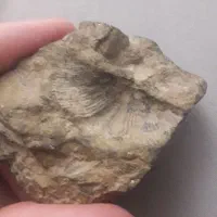 فسیل صدف|کلکسیون اشیاء عتیقه|مشهد, عبادی|دیوار