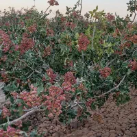 باغ پسته اکبری با امکانات کامل(همراه با بار امسال)