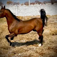 اسب عرب مصری یک سر وارداتی|اسب و تجهیزات اسبسواری|میانه, |دیوار