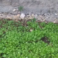 نشا|گل و گیاه طبیعی|گوآور, |دیوار