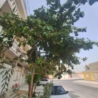 یک واحد آپارتمان در ۵۹ واحدی قائم۳