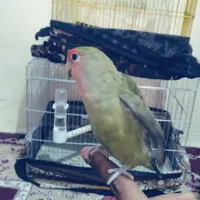 کوتوله وعروس هلندی گلدار|پرنده|مهر, |دیوار