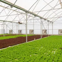 نمایندگی کاهو فرانسوی فرخ دشت در تهران