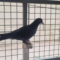 ۷عدد نر سوراخ ضمانتی|پرنده|رفسنجان, |دیوار