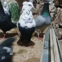 کفتر رنگی پلاکی