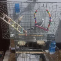 فروش عروس هلندز