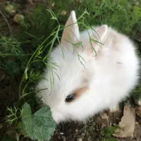 خرگوش لووپ|موش و خرگوش|یاسوج, |دیوار