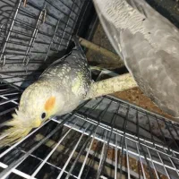 عروس هلندی قیمت مقطود|پرنده|کرج, خلج آباد|دیوار