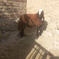 برقوچی افشاری|حیوانات مزرعه|مشهد, کوشش|دیوار