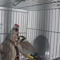 سهره قرص خون|پرنده|محلات, |دیوار