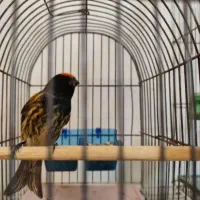 سهره چهارگل.کرمونی.گلبسر|پرنده|تربت جام, میان جام|دیوار