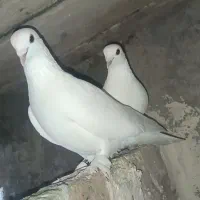 کفتر لوطی