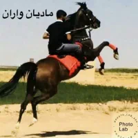 مادیان عرب سواری دار