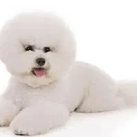 سگ نژاد بیشون فرایز وارداتی از روسیه|سگ|تهران, پونک|دیوار