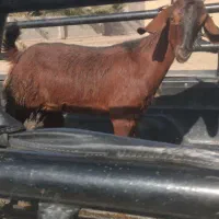 کهره نر|حیوانات مزرعه|جیرفت, |دیوار