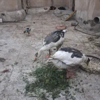غاز محلی