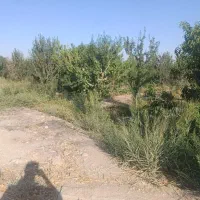 باغ-میوه-داره-مناسب-سرمایه-گذاری-360متر