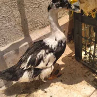 جوجه اردک و خروس