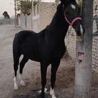 اسب نریان مشکی ۴نشون|اسب و تجهیزات اسبسواری|خمینیشهر, |دیوار