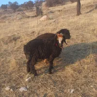 فروش 6 عدد کُوه ماده|حیوانات مزرعه|ایذه, |دیوار