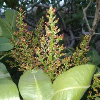 فروش باغ کوچک|فروش خانه و ویلا|امیرآباد, |دیوار