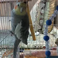 مرغ عشق و عروس هلندی