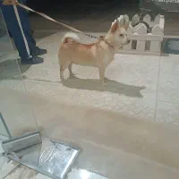 سگ پامر اشتپیز خوش رنگ