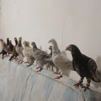 ۱۲ عدد کوهی در رامشیر|پرنده|اهواز, امانیه|دیوار