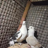 یک جفت دوکت