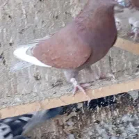 چند عدد کبوتر زیبا