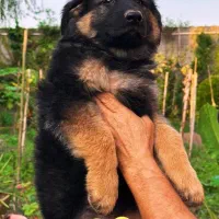 توله سگ ژرمن شولاین موبلند بلک فیس کینگ سایز|سگ|تهران, زرگنده|دیوار