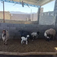 فروش سه راس میش زایید