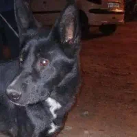 واگذار ۶ ماهشه سالم واکسن ها خورده