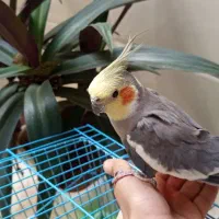 عروس هلندی نر سرحال رام|پرنده|کامیاران, |دیوار