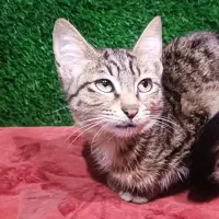 واگذاری رایگان۴عدد بچه گربه