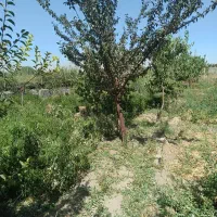 ۳۵۰متر زمین بعد از باشگاه علی آباد|فروش زمین و ملک کلنگی|همدان, |دیوار