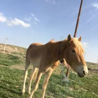 حیوان‌ اسب