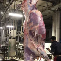 خرید فروش گاو افتاده