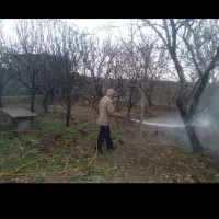 سمپاشی درختان و...