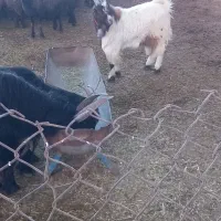 فروش بزغاله