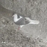 کفتر|پرنده|قائن, |دیوار