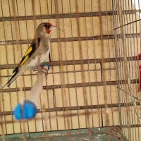 سقا نر کرمانی