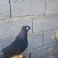 یک عدد صرب ماده چشم نوک سفید نوک جمع قطه بزرگ