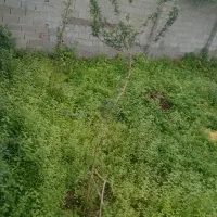۲۶۷متر ۱۰۰متر جواز ساخت دور دیوار سند تک برگ|فروش زمین و ملک کلنگی|تولم شهر, |دیوار