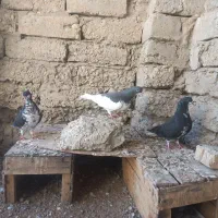 کبوتر رنگی|پرنده|بوشهر, |دیوار