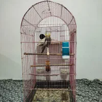 یک جفت عروس هلندی مولد|پرنده|سرپل ذهاب, |دیوار