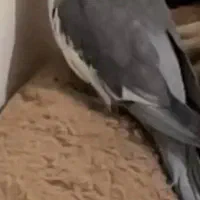 عروس هلندی گم شده|حیوانات|کرج, دهقان ویلا|دیوار