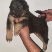 توله ژرمن شولاین ماده هست